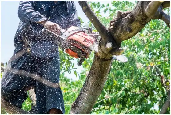 tree services Kirbyville